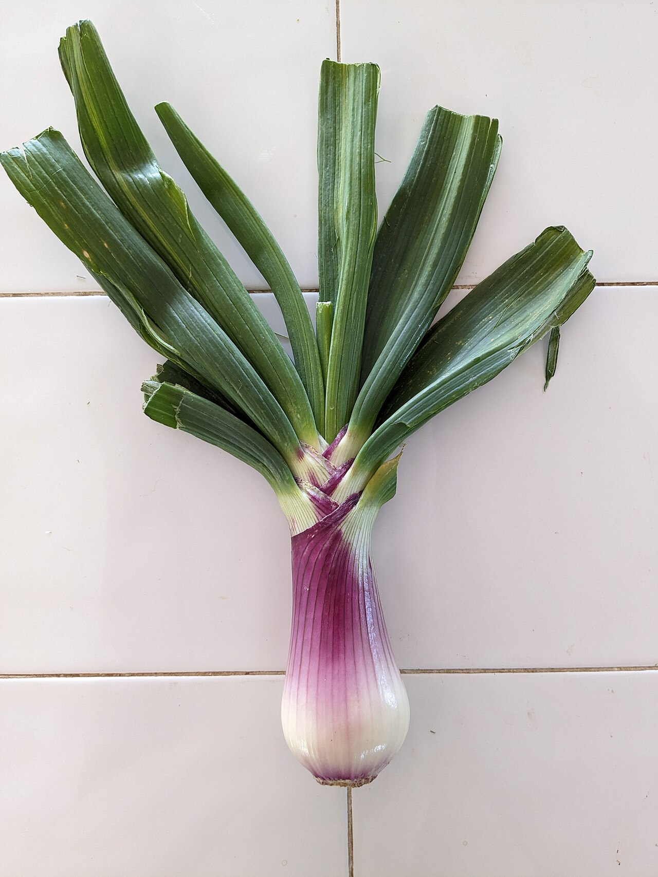 Cebolla Blanca